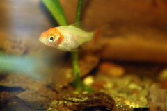 Carassius auratus sp. - Autore: Luca.s