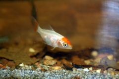 Carassius auratus sp. - Autore: Luca.s