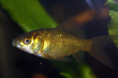 Carassius auratus sp. - Autore: Luca.s