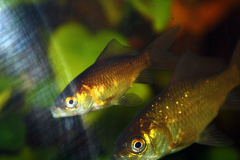 Carassius auratus sp. - Autore: Luca.s