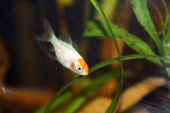 Carassius auratus sp. - Autore: Luca.s