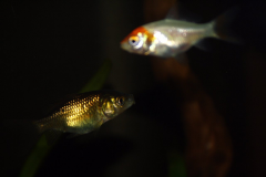 Carassius auratus sp. - Autore: Luca.s