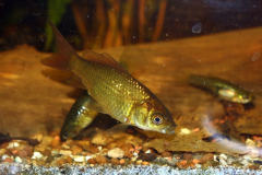 Carassius auratus sp. - Autore: Luca.s