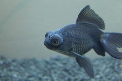 Carassius auratus sp. - Autore: PaoloR