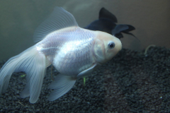 Carassius auratus sp. - Autore: PaoloR