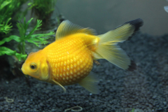 Carassius auratus sp. - Autore: PaoloR