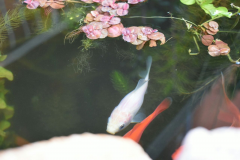 Carassius auratus sp. - Autore: reghyreghy