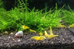 Neocaridina Yellow fire neon - Autore: altadoe