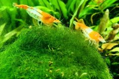 Neocaridina davidi Orange rili - Autore: Fatina