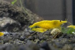 Neocaridina davidi Yellow Fire neon- Autore: kumuvenisikunta