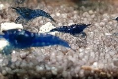 Neocaridina davidi blue dream - Autore: mcarbo82.