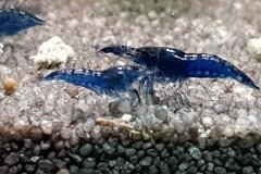 Neocaridina davidi blue dream - Autore: mcarbo82