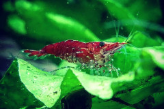 Neocaridina sp. - Autore: Den10