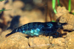 Neocaridina sp. - Autore: Stingray