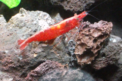 Neocaridina sp. - Autore: Zommy86