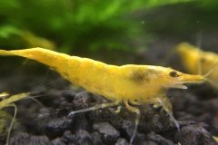 Neocaridina sp. - Autore: altadoe