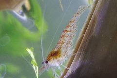 Neocaridina sp. - Autore: flutarr