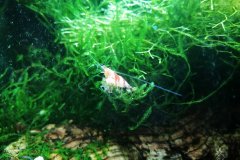 Caridina crystal red - Autore: Monica