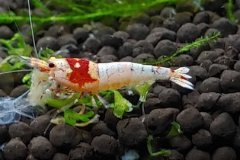 Caridina crystal red - Autore: Andrea26