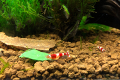 Caridina crystal red - Autore: johnworks90