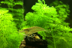 Caridina multidentata - Autore: Alechuck