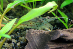 Caridina multidentata - Autore: Zommy86