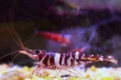 Caridina sulawesi zebra - Autore: Marcello