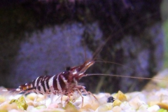 Caridina sulawesi zebra - Autore: Marcello