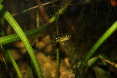 Carinotetraodon travancoricus - Autore: Giueli