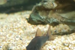 Corydoras black venezuela - Autore: Manuel9090