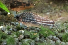 Corydoras sp. - Autore: Rick