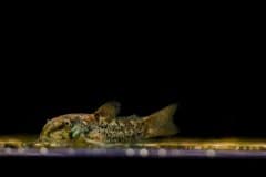 Corydoras sp. - Autore: dave