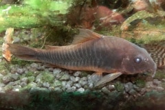 Corydoras sp. - Autore: Rick