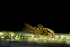 Corydoras sp. - Autore: dave