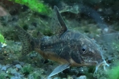 Corydoras sp. - Autore: Rick