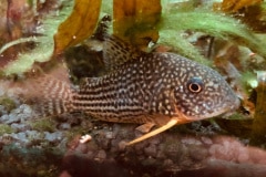 Corydoras sp. - Autore: Rick