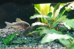 Corydoras aeneus - Autore: Jack99