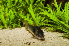 Corydoras aeneus - Autore: dave