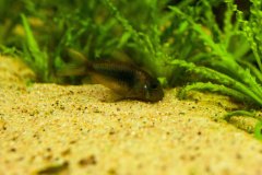 Corydoras aeneus - Autore: dave