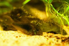 Corydoras aeneus - Autore: dave