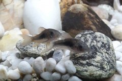 Corydoras aeneus - Autore: AliceStan