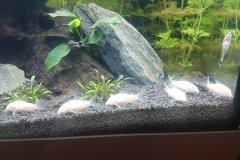 Corydoras aeneus albino - Autore:  Triglia75