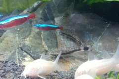 Corydoras aeneus albino - Autore:  Triglia75