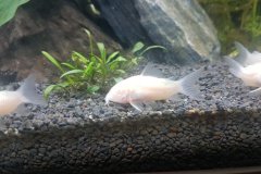 Corydoras aeneus albino - Autore:  Triglia75