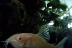 Corydoras albino - Autore: Crab01