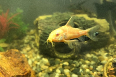 Corydoras albino - Autore: albyguppy