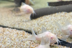 Corydoras albino - Autore: macco