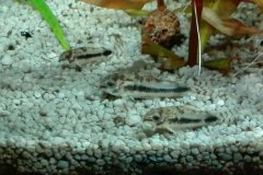 Corydoras habrosus - Autore: Pat64