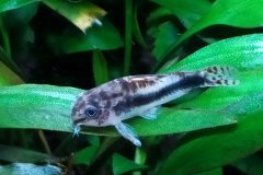 Corydoras habrosus - Autore: Pat64