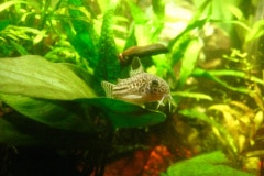 Corydoras julii  - Autore: Fiamma